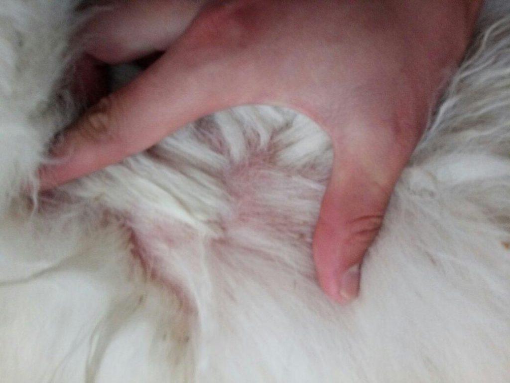 养萨摩耶家里常备这7种药,狗狗生病不用慌(萨摩耶幼犬需要补充什么营养)(图4)