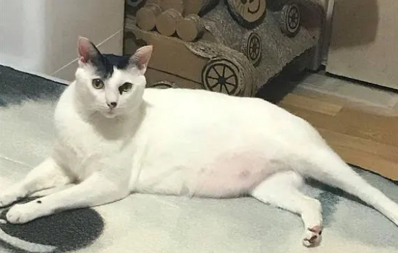 猫咪被收养后体重狂飙14倍,网友疑惑不是橘猫(图1)