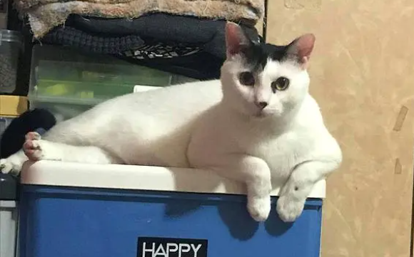 猫咪被收养后体重狂飙14倍,网友疑惑不是橘猫(图2)