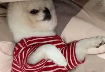 你见过这么漂亮的猫星人吗?睡前卸妆,素颜吓坏网友原来不是喵!(图2)