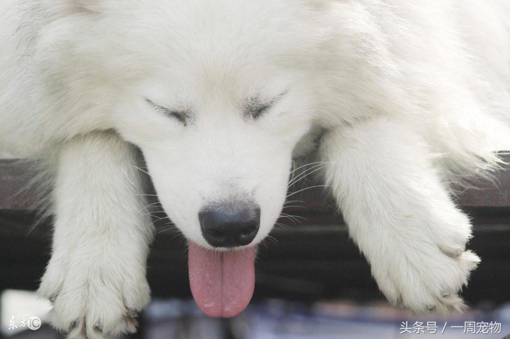 如何训练萨摩耶大小便(如何驯养萨摩耶)(图1)