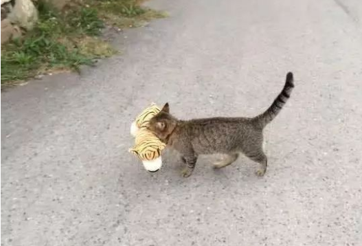 猫咪每天都在干嘛,了解后直接笑死!(图1)