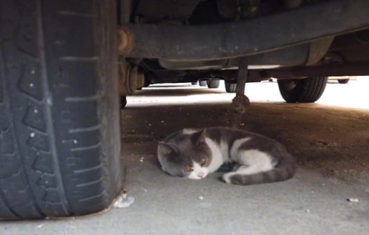 漂亮英短蓝白猫却沦落在车底,小姐姐把猫咪送医后,发现它更可怜(图1)