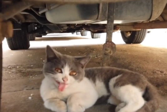 漂亮英短蓝白猫却沦落在车底,小姐姐把猫咪送医后,发现它更可怜(图2)