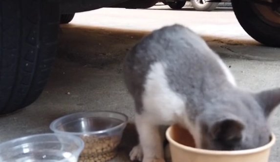 漂亮英短蓝白猫却沦落在车底,小姐姐把猫咪送医后,发现它更可怜(图3)