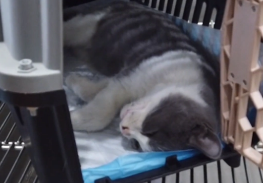 漂亮英短蓝白猫却沦落在车底,小姐姐把猫咪送医后,发现它更可怜(图4)