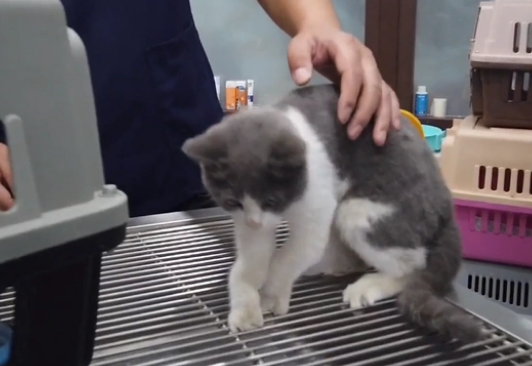 漂亮英短蓝白猫却沦落在车底,小姐姐把猫咪送医后,发现它更可怜(图5)