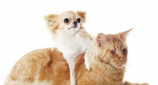 宠物猫狗换毛季节,主人总觉得家里到处都是毛!(图1)