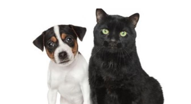 宠物猫狗换毛季节,主人总觉得家里到处都是毛!(图2)