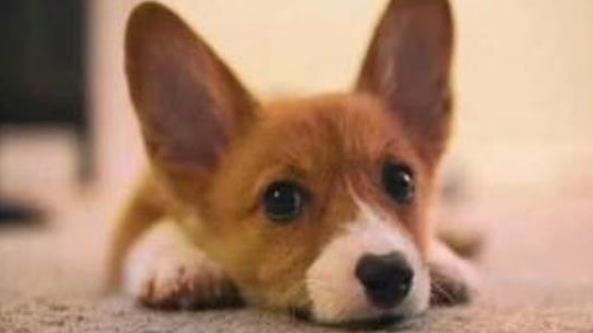 宠物猫狗换毛季节,主人总觉得家里到处都是毛!(图5)