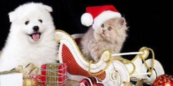 宠物猫狗换毛季节,主人总觉得家里到处都是毛!(图4)