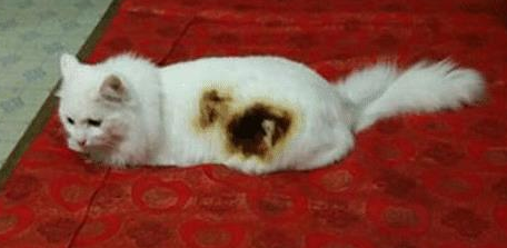 传来一阵焦味以为线路坏了,瞅了一眼猫咪后:这是要出猫命啊(图2)