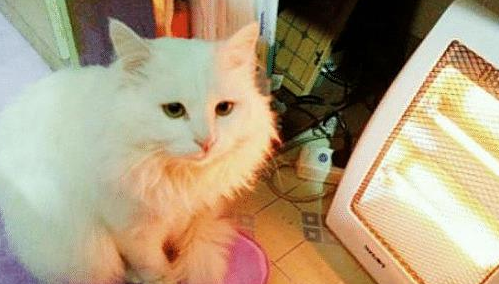 传来一阵焦味以为线路坏了,瞅了一眼猫咪后:这是要出猫命啊(图1)