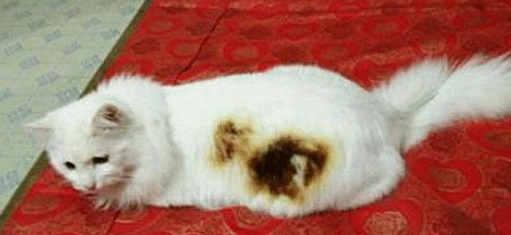 传来一阵焦味以为线路坏了,瞅了一眼猫咪后:这是要出猫命啊(图3)