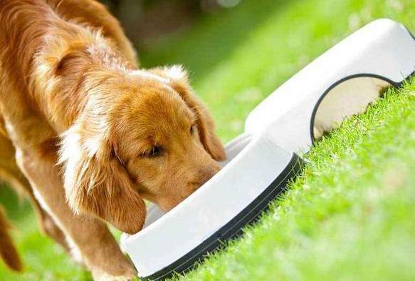 金毛犬狗粮怎么挑?从这4个方面去挑选(金毛犬狗粮怎么挑?从这4个方面去挑选)(图5)