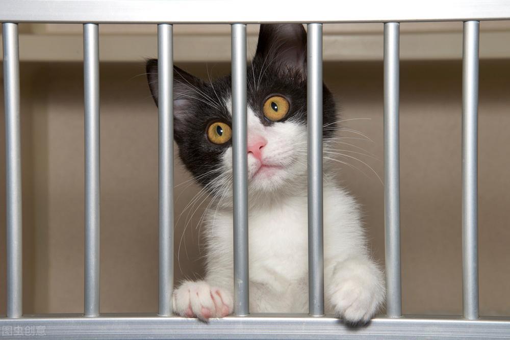 2个月的猫得了猫癣怎么治疗?猫咪猫癣的处理措施(图2)