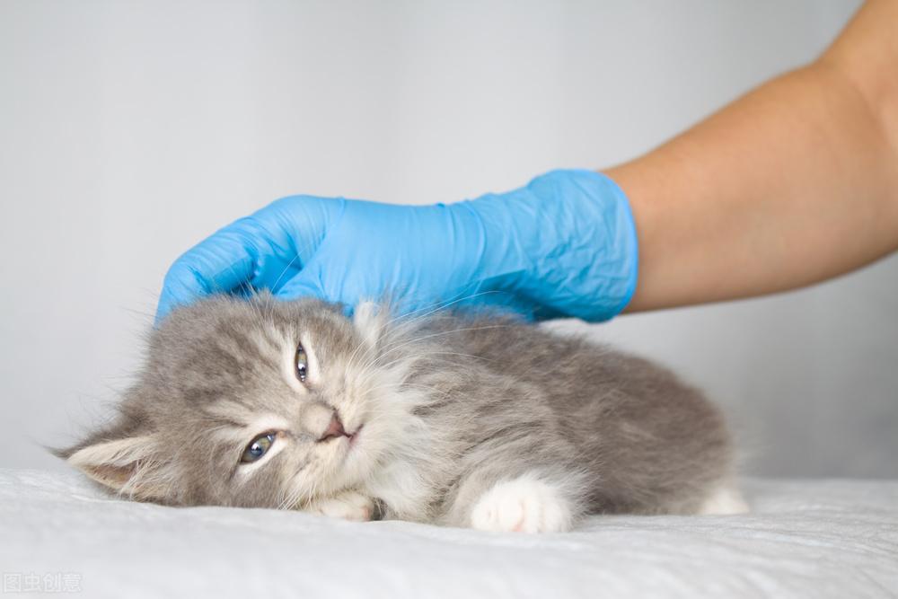 2个月的猫得了猫癣怎么治疗?猫咪猫癣的处理措施(图5)