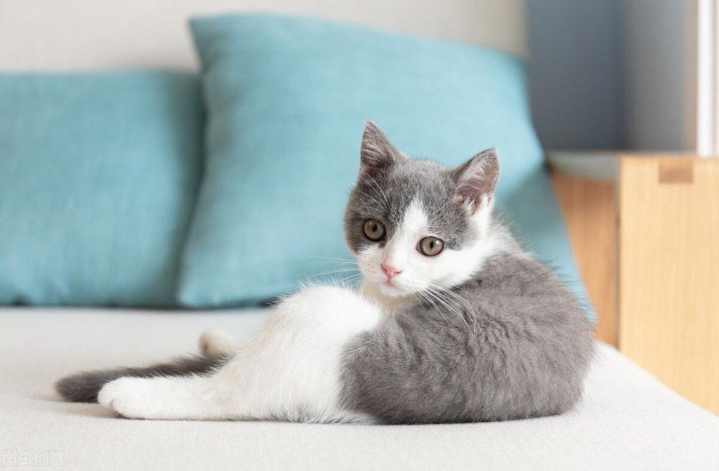 2个月的猫得了猫癣怎么治疗?猫咪猫癣的处理措施(图1)