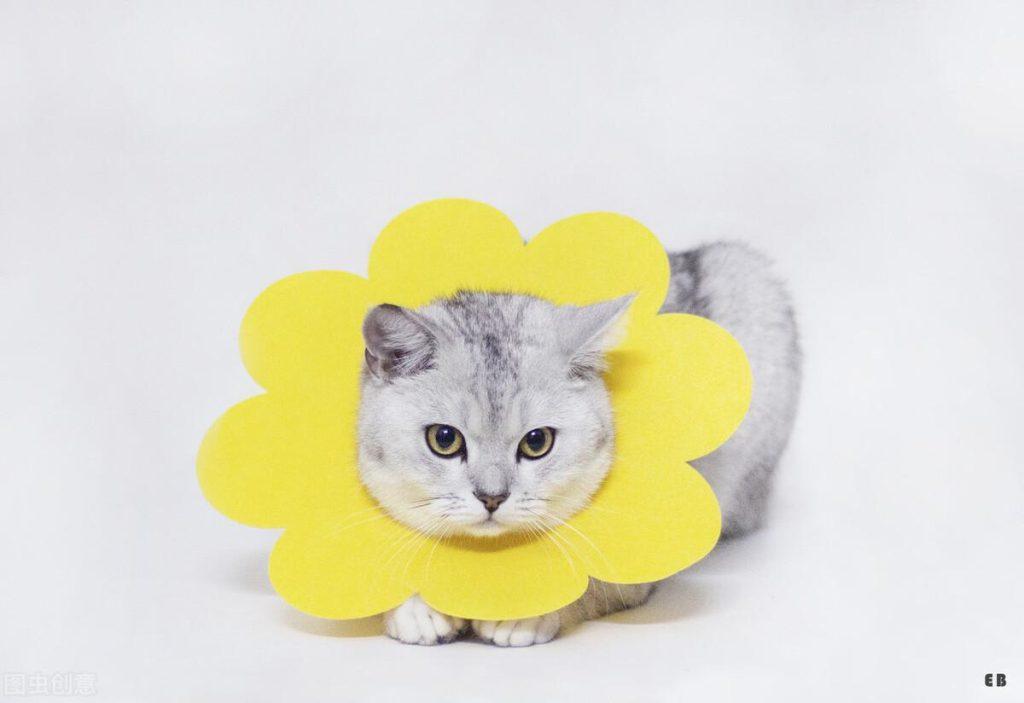 2个月的猫得了猫癣怎么治疗?猫咪猫癣的处理措施(图3)