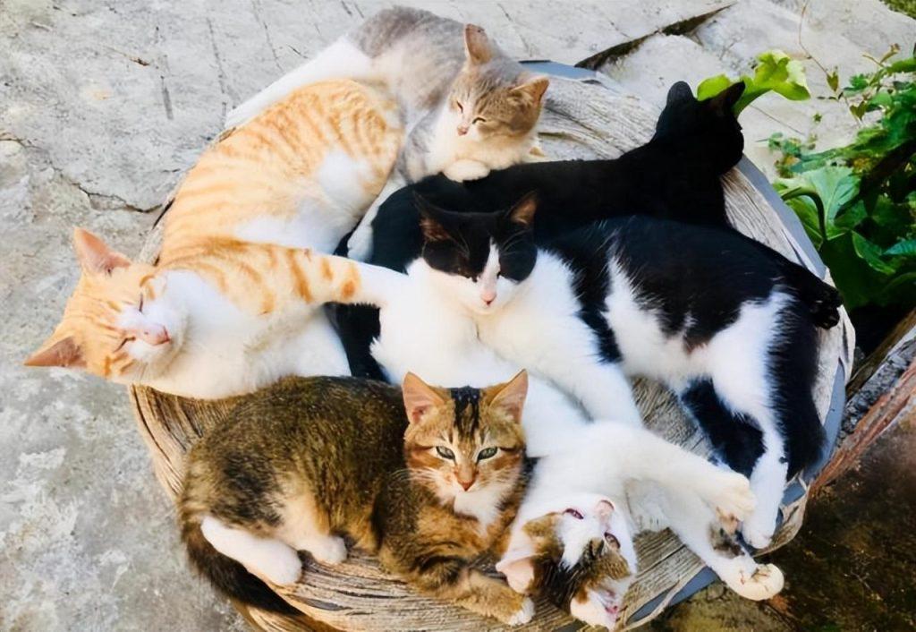 猫咪也有身材体重焦虑吗?这是健康的表现吗?(图2)