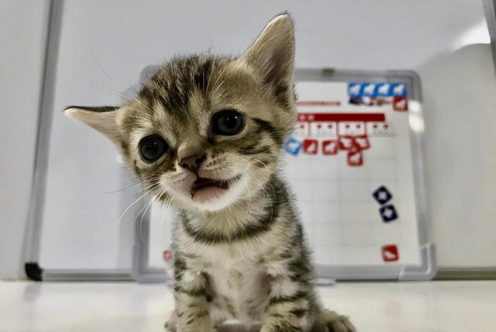 猫咪也有身材体重焦虑吗?这是健康的表现吗?(图6)