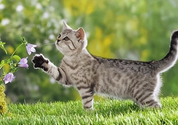 猫咪也有身材体重焦虑吗?这是健康的表现吗?(图5)