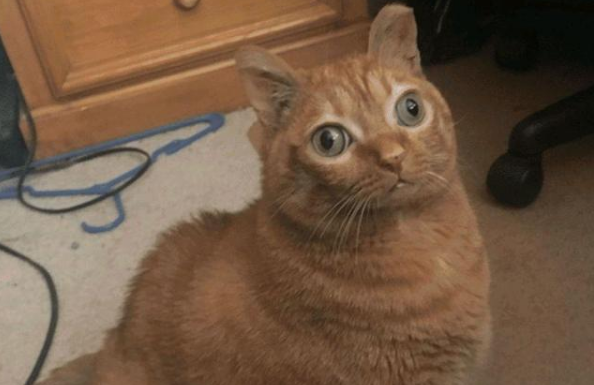 橘猫因“大眼”遭到抛弃,女子好心领养,几个月后收获一只网红猫(图1)