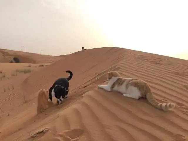 你知道猫咪每天所需的饮水量是多少吗?猫咪不爱喝水的原因有哪些?(图8)