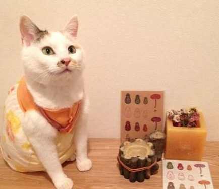 日本猫奴爱替主子穿衣打扮 其实背后是奴才满满的爱(图2)