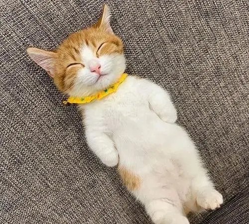 熊孩子来家里做客后,小奶猫竟被染成了彩色:真是有点儿过分了(图2)