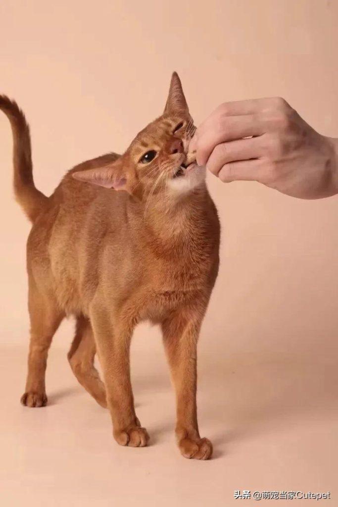 一个月的小猫可以断奶吗?为什么客户会有这样的认知?(图1)