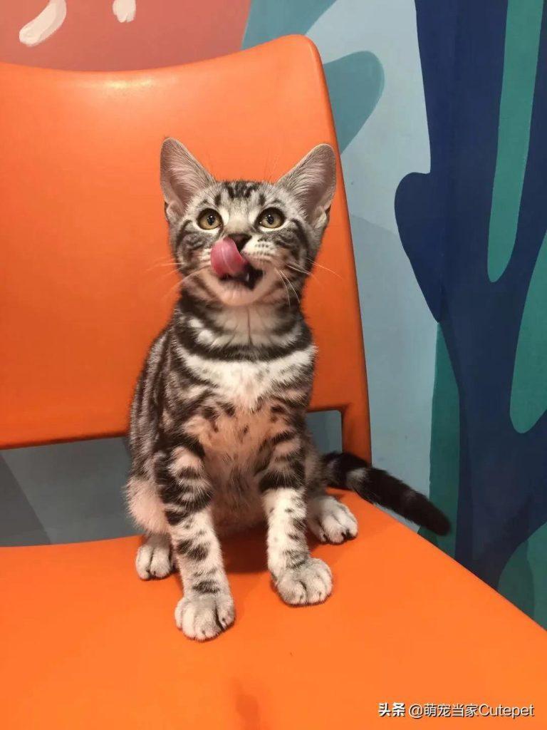 一个月的小猫可以断奶吗?为什么客户会有这样的认知?(图2)