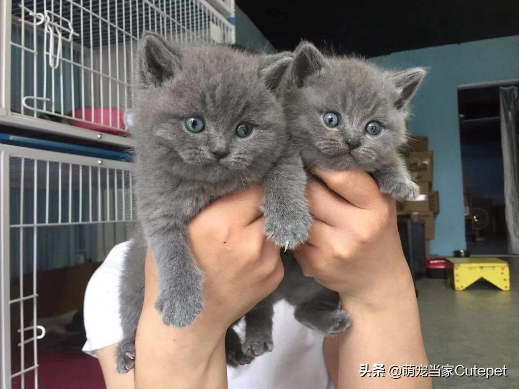 一个月的小猫可以断奶吗?为什么客户会有这样的认知?(图4)
