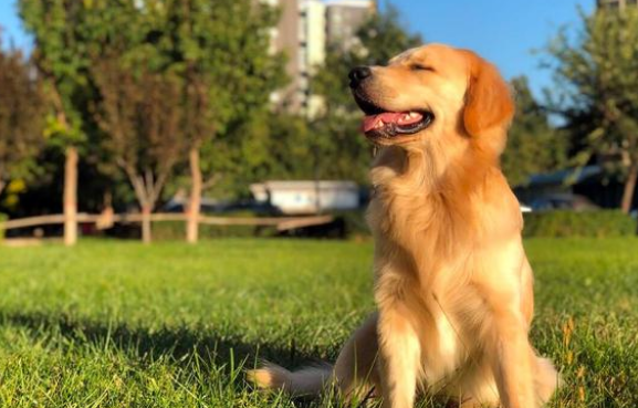 温顺金毛变得叛逆,对着水管狂吠不止,主人检查后发现猫咪被困(图1)