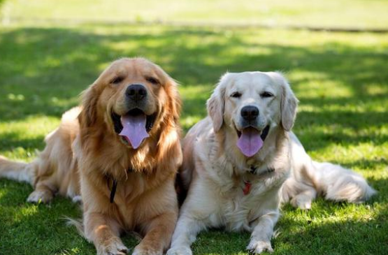 温顺金毛变得叛逆,对着水管狂吠不止,主人检查后发现猫咪被困(图2)