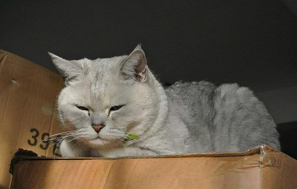 猫咪又吐又拉稀怎么办?猫咪拉稀呕吐的具体原因(图4)