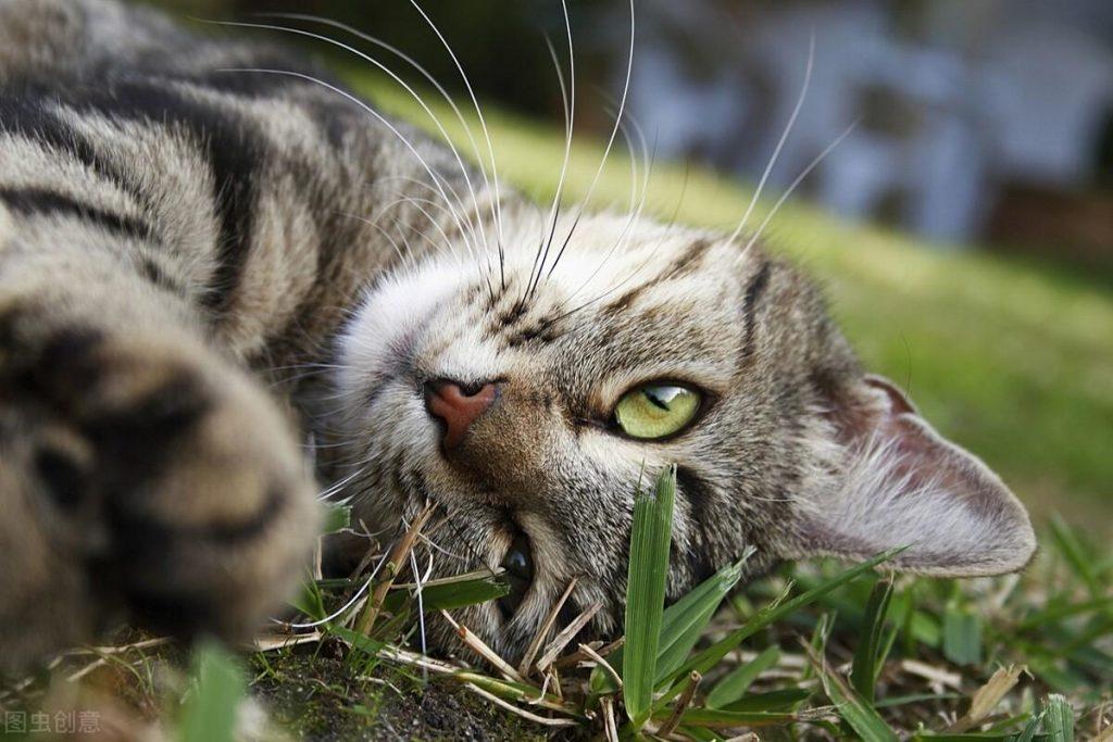 猫咪导完尿还是尿不出来怎么办,分享以下几点关于猫咪尿不出的具体步骤和措施(图2)