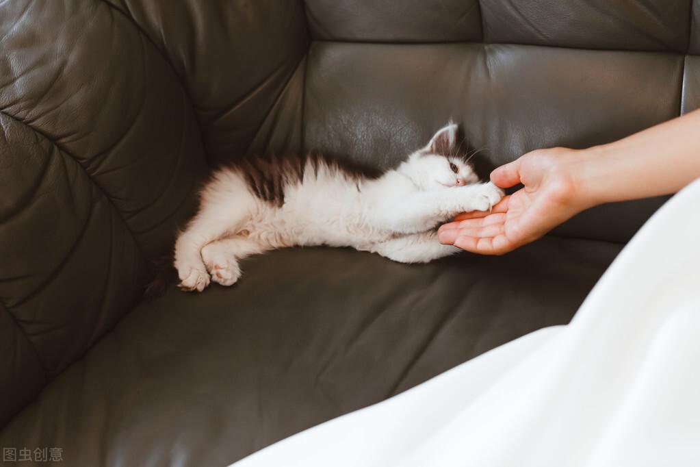 猫咪导完尿还是尿不出来怎么办,分享以下几点关于猫咪尿不出的具体步骤和措施(图1)