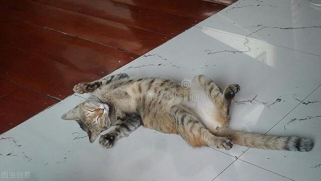 猫咪导完尿还是尿不出来怎么办,分享以下几点关于猫咪尿不出的具体步骤和措施(图3)