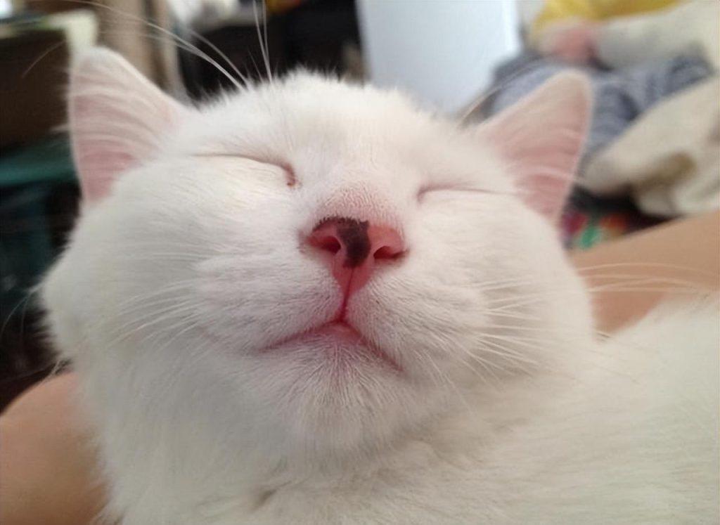 猫咪是近视眼你知道?关于猫咪身体冷知识你知道多少?(图5)