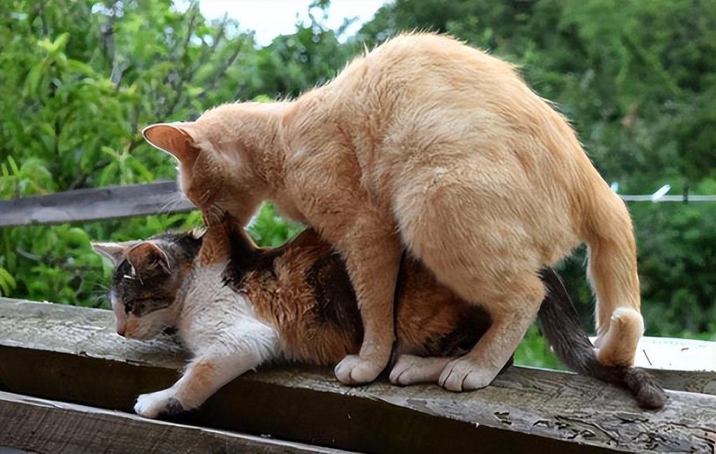 猫咪是近视眼你知道?关于猫咪身体冷知识你知道多少?(图6)