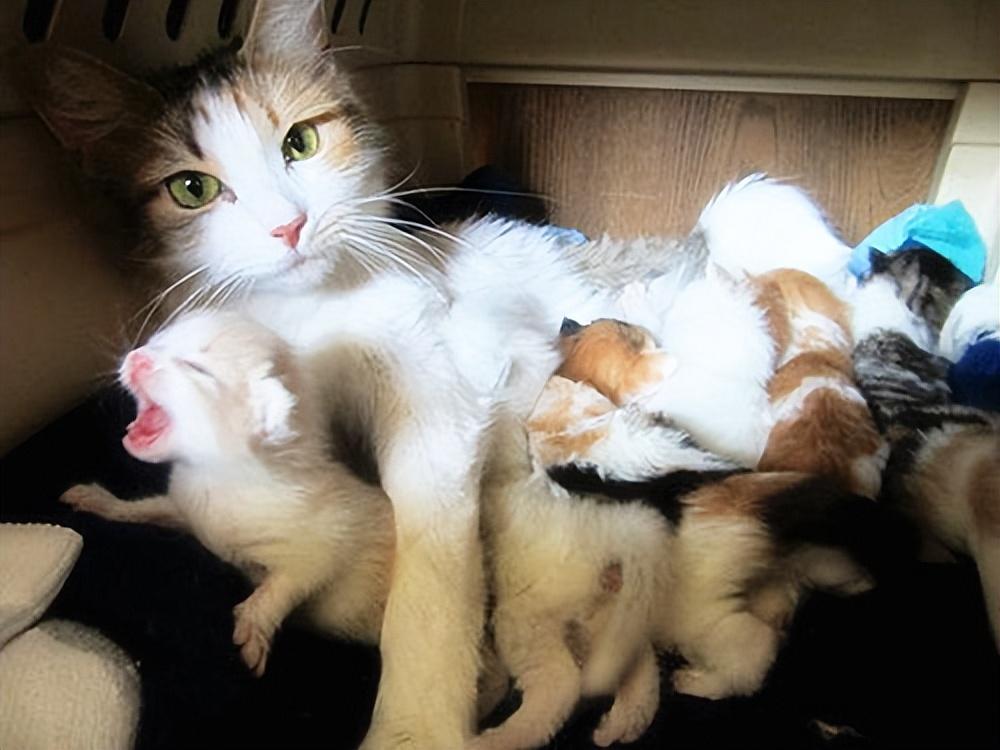 猫咪是近视眼你知道?关于猫咪身体冷知识你知道多少?(图7)