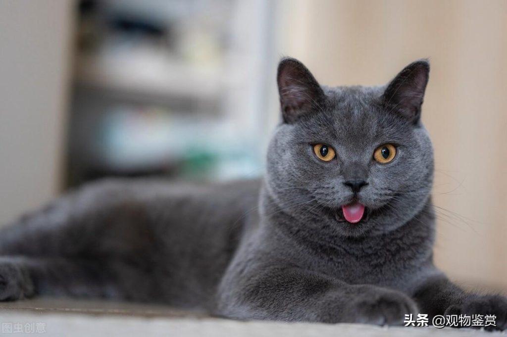 1到12个月蓝猫的体重是多少?会因体型等因素存在个体差异(图5)