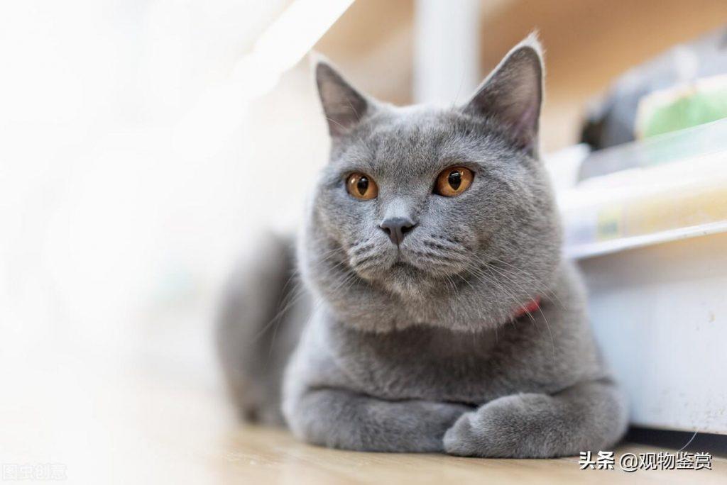 1到12个月蓝猫的体重是多少?会因体型等因素存在个体差异(图4)