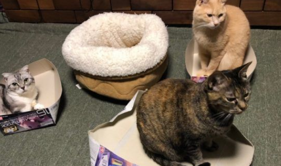 五猫无视舒适睡窝 对纸箱却情有独钟(图2)