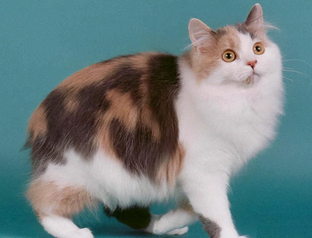 30种知名的猫咪,你都认识吗?(猫咪的品种以及图片展示)(图3)