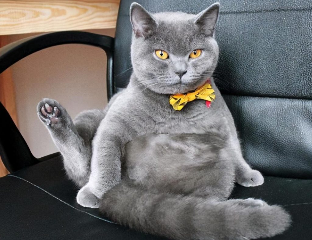 30种知名的猫咪,你都认识吗?(猫咪的品种以及图片展示)(图5)