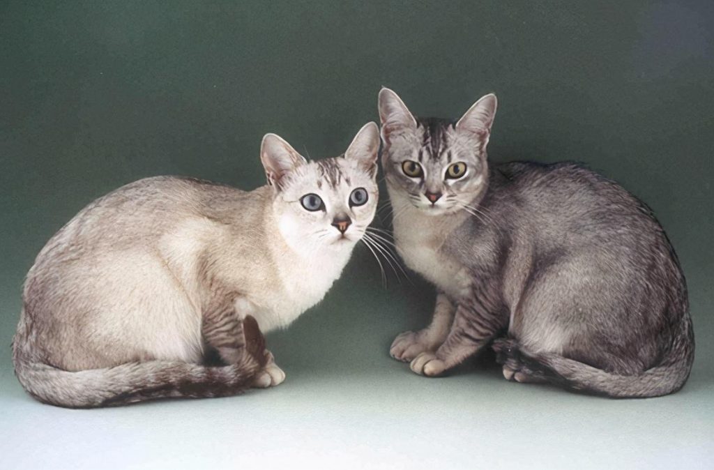30种知名的猫咪,你都认识吗?(猫咪的品种以及图片展示)(图7)