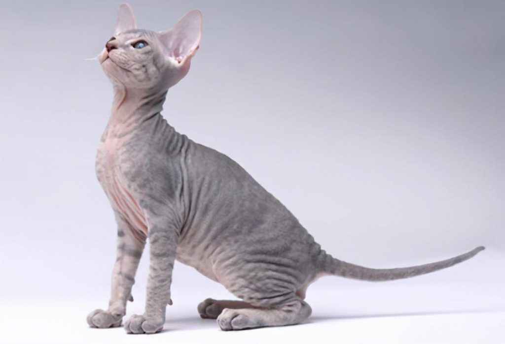 30种知名的猫咪,你都认识吗?(猫咪的品种以及图片展示)(图8)