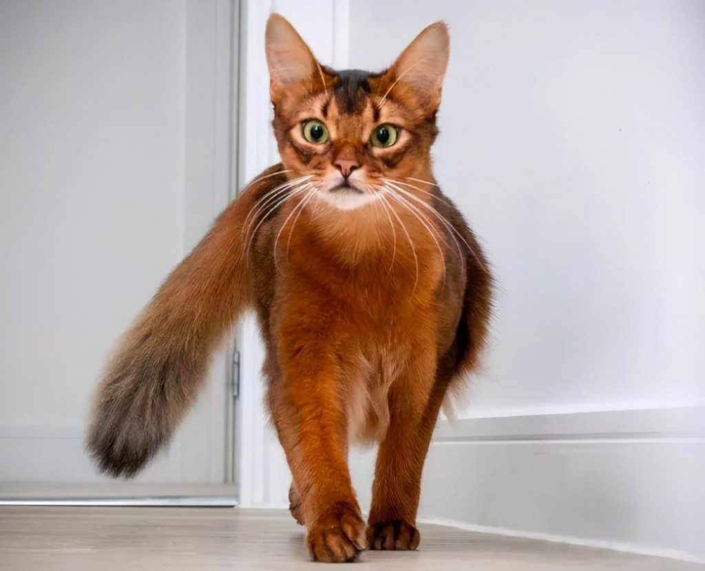 30种知名的猫咪,你都认识吗?(猫咪的品种以及图片展示)(图9)